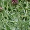 CYNARA Cardunculus -Garden Plants cynara cardunculus web