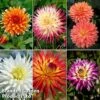 Dahlia 'Cactus Collection' -Garden Plants dahl cac