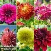 Dahlia 'Delightful Dinner Plate Collection' -Garden Plants dahl din