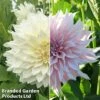 Dahlia 'Café Au Lait Collection' -Garden Plants dahlia cafe