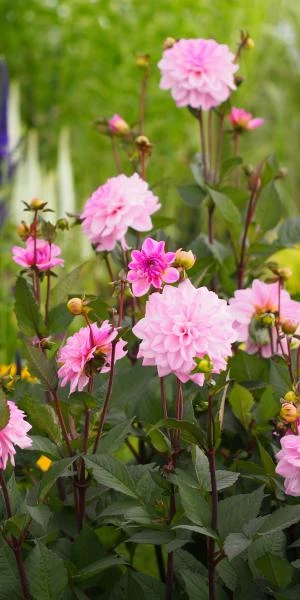 DAHLIA 'Confusion' 4 DAHLIA 'Confusion' - Image 2