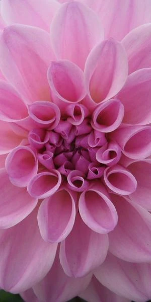 DAHLIA 'Confusion' 3 DAHLIA 'Confusion'