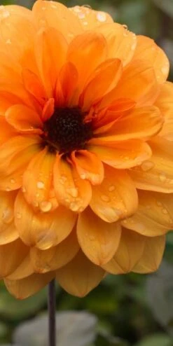 DAHLIA 'David Howard' 7 DAHLIA 'David Howard' -Garden Plants dahlia david howard 9220049