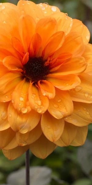 DAHLIA 'David Howard' 5 DAHLIA 'David Howard' - Image 3