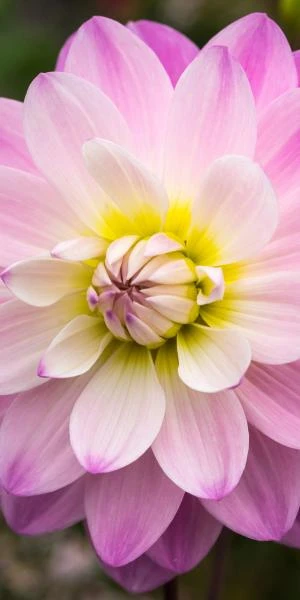 DAHLIA 'Figurine' 4 DAHLIA 'Figurine' - Image 2