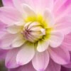 DAHLIA 'Figurine' -Garden Plants dahlia figurine 9290516 2