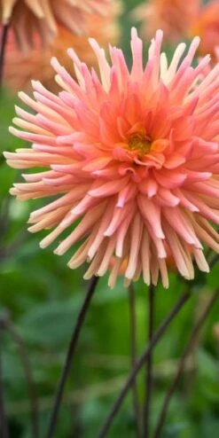 DAHLIA 'Shandy' -Garden Plants dahlia shandy 6281025 3
