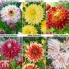 Dahlia 'Dinner Plate' Collection -Garden Plants dahlia6