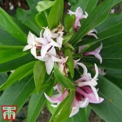 Daphne 'Perfume Princess' -Garden Plants dap
