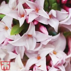 Daphne 'Perfume Princess' -Garden Plants dap3