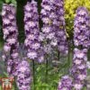 Delphinium 'Magic Fountains Lavender' -Garden Plants delp purp 2