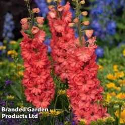 Delphinium 'Red Lark' -Garden Plants delp red2