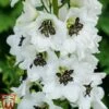 Delphinium Magic Fountains 'White Dark Bee' -Garden Plants delp white