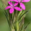 DIANTHUS Armeria 2 DIANTHUS Armeria -Garden Plants dianthus armeria 9070089 2