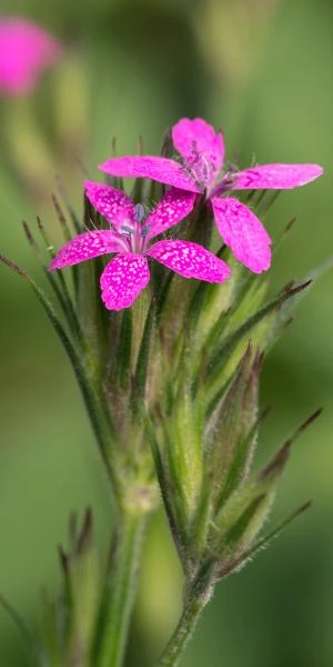 DIANTHUS Armeria 3 DIANTHUS Armeria