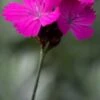 DIANTHUS Carthusianorum -Garden Plants dianthus carthusianorum 7140485