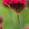 DIANTHUS Cruentus -Garden Plants dianthus cruentus 4250019 3