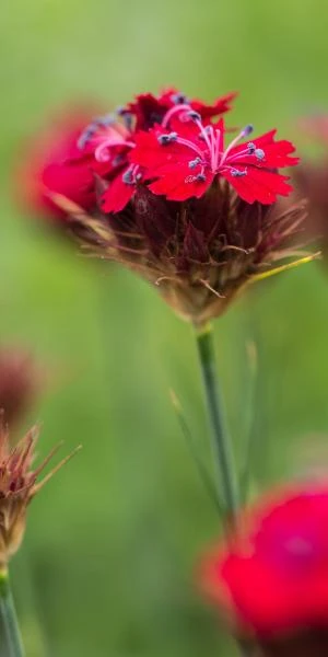 DIANTHUS Cruentus 3 DIANTHUS Cruentus