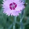 DIANTHUS 'Old Clove' -Garden Plants dianthus old clove 5120128