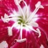 DIANTHUS Rosy's Mum -Garden Plants dianthus rosy s mum 2