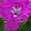 DIANTHUS Superbus 'Primadonna' 2 DIANTHUS Superbus 'Primadonna' -Garden Plants dianthus superbus primadonna 7140040
