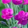 DIANTHUS 'Warden Hybrid' -Garden Plants dianthus warden hybrids 5140220