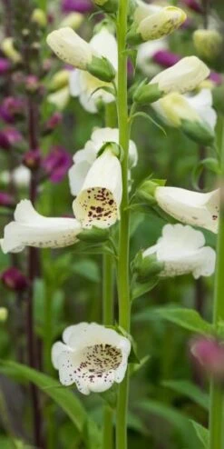 DIGITALIS Purpurea 'Camelot Series' -Garden Plants digitalis purpurea camelot 6270515