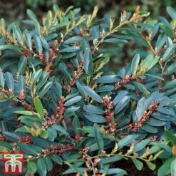 Distylium Myricoides 'Blue Cascade' -Garden Plants distylium3