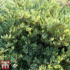 Distylium Myricoides 'Blue Cascade' -Garden Plants distylium4