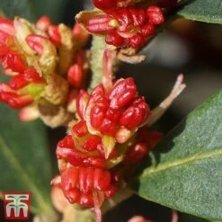 Distylium Myricoides 'Blue Cascade' -Garden Plants distylium6