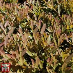 Distylium Myricoides 'Blue Cascade' -Garden Plants distylium7