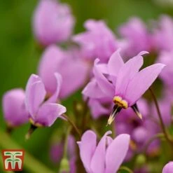Dodecatheon Meadia -Garden Plants dod2