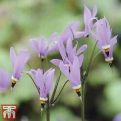 Dodecatheon Meadia -Garden Plants dod3
