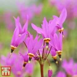 Dodecatheon Meadia -Garden Plants dod4