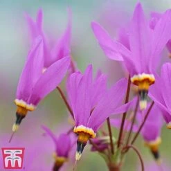 Dodecatheon Meadia -Garden Plants dod5