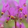 Dodecatheon Meadia -Garden Plants dod6