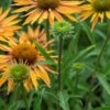 ECHINACEA 'Big Kahuna' PBR -Garden Plants echinacea big kahuna 6230756 2