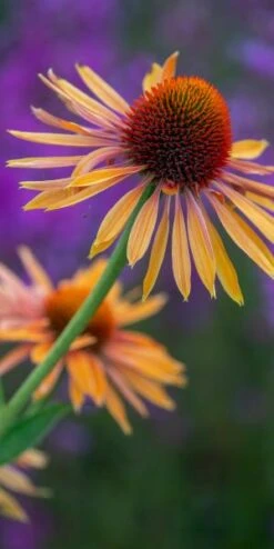 ECHINACEA 'Big Kahuna' PBR -Garden Plants echinacea big kahuna 7260844