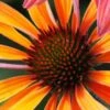 ECHINACEA 'Hot Summer' PBR -Garden Plants echinacea hot summer