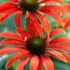 ECHINACEA 'Julia' (Butterfly Series) PBR -Garden Plants echinacea julia 6