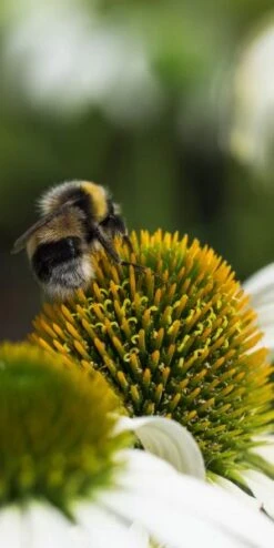 ECHINACEA Purpurea 'Avalanche' (Butterfly Series) PBR -Garden Plants echinacea purpurea avalanche