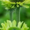 ECHINACEA Purpurea 'Green Jewel' PBR -Garden Plants echinacea purpurea green jewel web
