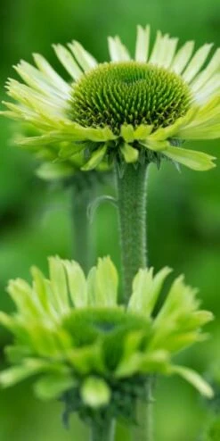 ECHINACEA Purpurea 'Green Jewel' PBR