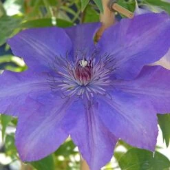 Clematis Edda™ Evipo074 -Garden Plants edda2