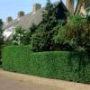 Fast Growing Evergreen Hedging Wildlife Mix | Growers' Choice -Garden Plants elbo14556 hedging