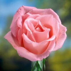 'Saphir' Shrub Rose -Garden Plants elbo58827 saphir