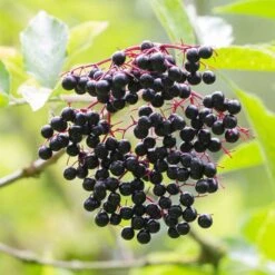 Best Mixed Native Wildlife Hedging | Growers' Choice -Garden Plants elderberry SHR0256 e670855f 782d 4eb9 96dc 812685d53493