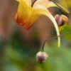 EPIMEDIUM 'Amber Queen' PBR -Garden Plants epimedium amber queen 4241036