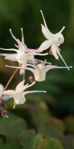 EPIMEDIUM Grandiflorum -Garden Plants epimedium grandiflorum 3240209