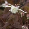 EPIMEDIUM Grandiflorum -Garden Plants epimedium grandiflorum 4040004